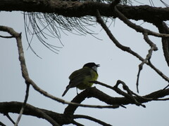 Pachycephala fuliginosa