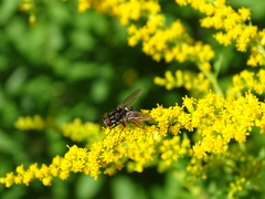 Graphomya maculata