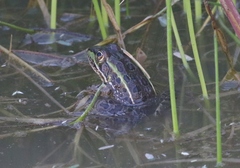 Lithobates chiricahuensis