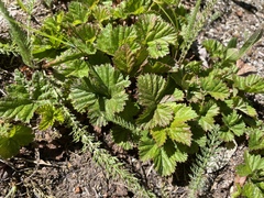 Rubus lasiococcus