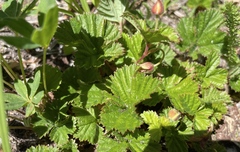 Rubus lasiococcus