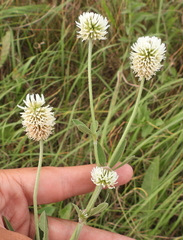 Trifolium montanum