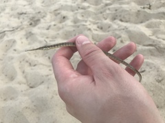 Syngnathus louisianae