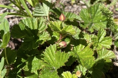 Rubus lasiococcus