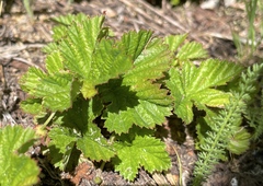 Rubus lasiococcus