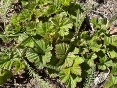 Rubus lasiococcus