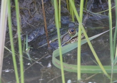 Lithobates chiricahuensis
