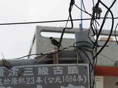 Acridotheres javanicus