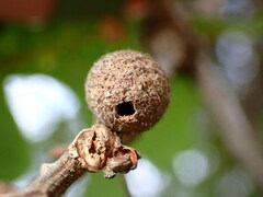 Burnettweldia washingtonensis