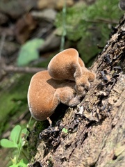 Auricularia cornea