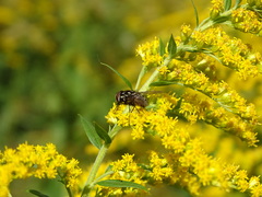 Graphomya maculata
