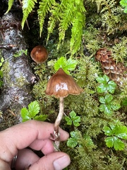 Cortinarius gentilis
