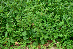 Dichrocephala integrifolia