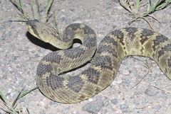 Crotalus molossus molossus