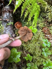 Cortinarius gentilis