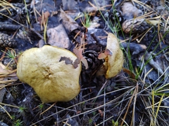 Suillus sibiricus