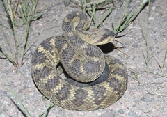 Crotalus molossus molossus