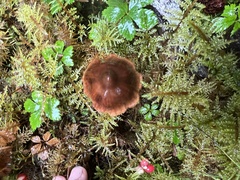 Cortinarius gentilis