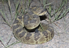 Crotalus molossus molossus