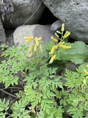 Corydalis formosana