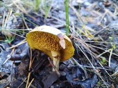Suillus sibiricus