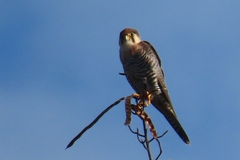 Falco chicquera