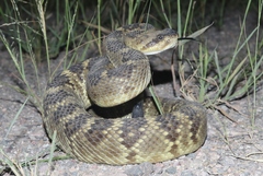 Crotalus molossus molossus