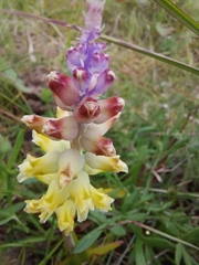 Lachenalia pallida