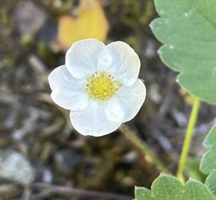 Fragaria virginiana platypetala