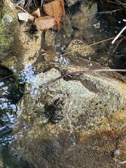 Pelophylax kurtmuelleri