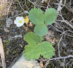 Fragaria virginiana platypetala