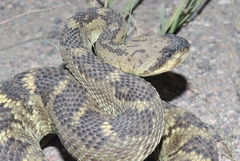 Crotalus molossus molossus