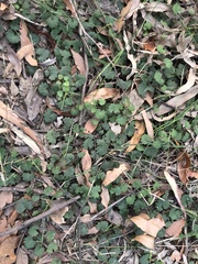 Goodenia rotundifolia