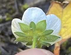 Fragaria virginiana platypetala
