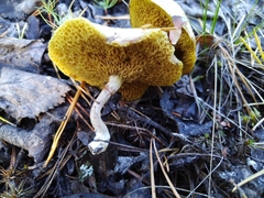 Suillus sibiricus
