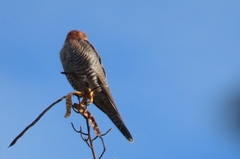 Falco chicquera