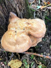Laetiporus sulphureus