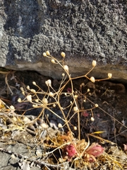 Saxifraga