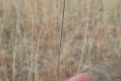 Eragrostis rigidior