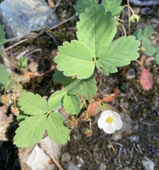 Fragaria virginiana platypetala