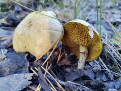 Suillus sibiricus