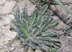 Agave parviflora parviflora