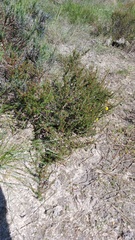 Cliffortia