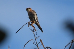 Falco chicquera