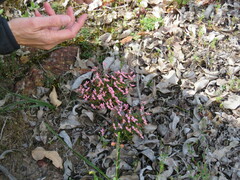 Stylidium recurvum