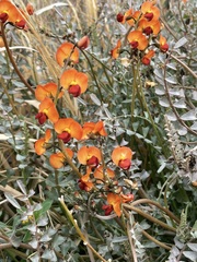 Swainsona stipularis