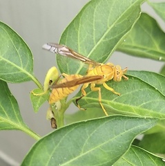 Polistes wattii
