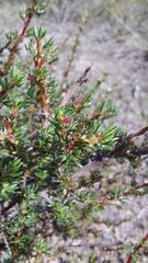 Cliffortia