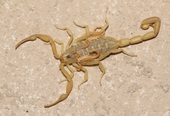 Centruroides sculpturatus
