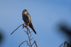 Falco chicquera